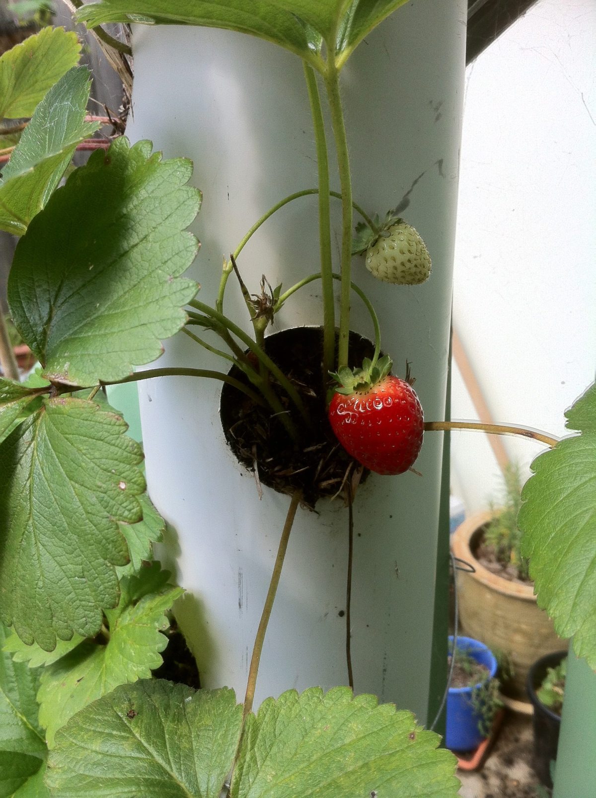 How to make a vertical strawberry tube planter